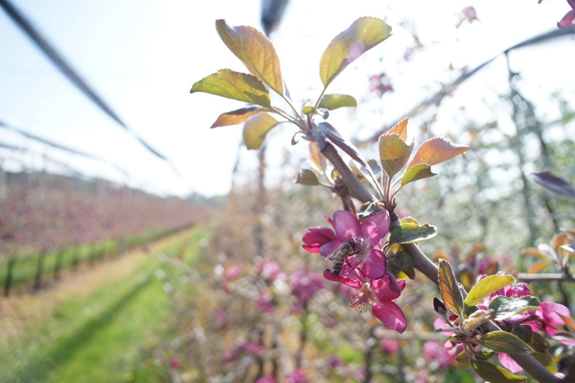 Ca Nova Agriturismo Castellaro  外观 照片